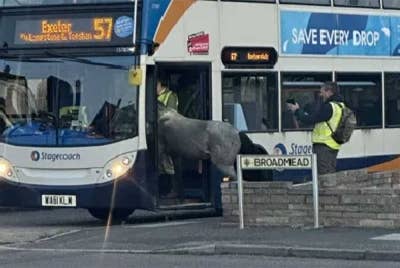 Seekor kuda padi dilihat cuba menaiki bas di Devon, UK. - Foto Agensi