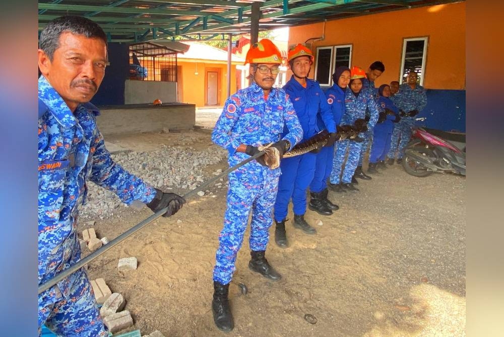 APM Machang menunjukkan ular sawa seberat 100 kilogram yang 'menceroboh' kebun durian di Kampung Pak Gombak, Joh, di Machang pada Rabu.