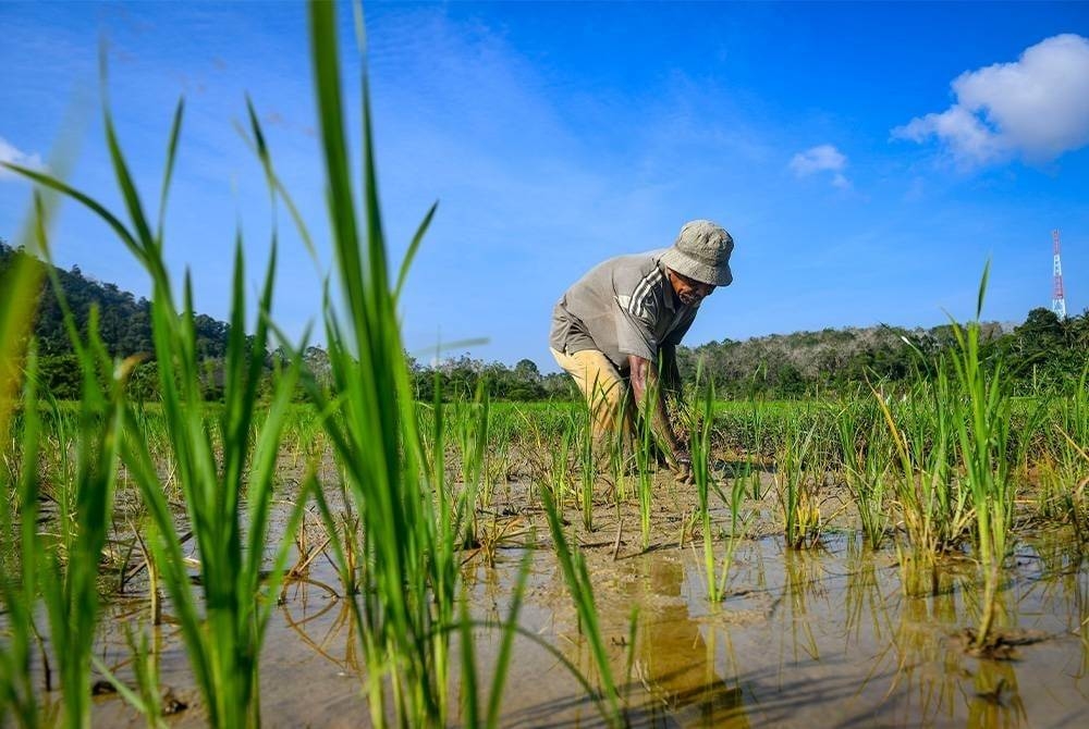 Sudah tiba masanya Malaysia terus meningkatkan pengeluaran padi dan memanfaatkan sebaik mungkin tanah pertanian agar kebergantungan kepada negara luar dapat dikurangkan. Gambar hiasan