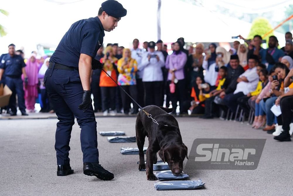 Unique bersama pemegangnya, Lans Koperal Timothy anak Encharang sedang mengesan dadah yang disimpan dalam bungkusan parcel. - Foto Sinar Harian / MOHD HALIM ABDUL WAHID