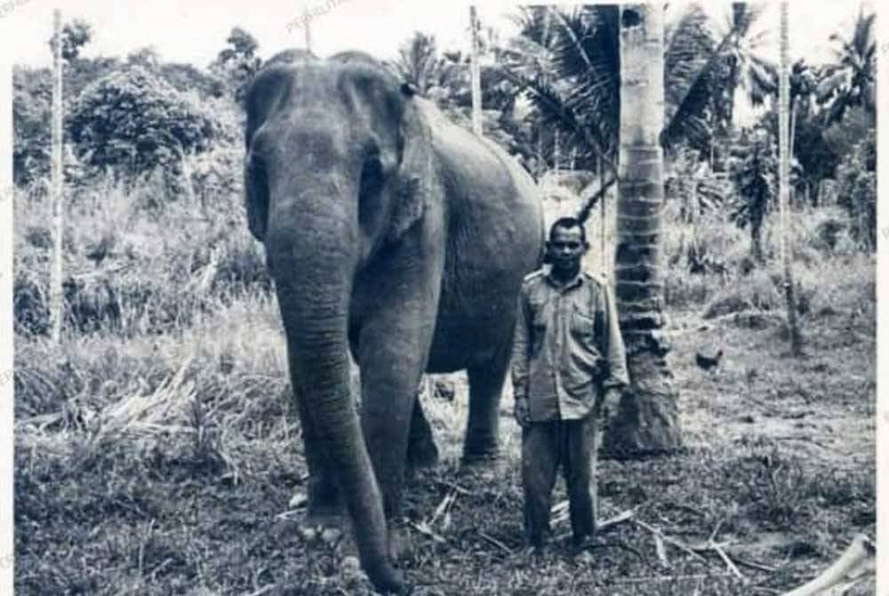 Lokimala, gajah betina yang dibawa masuk dari Assam,India pada 1974 bertindak selaku gajah denak di PKGK. - Foto ihsan PKGK