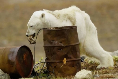 Seekor beruang kutub terpaksa mencari makanan di kawasan pembuangan sampah di Pulau Baffin, Kanada.