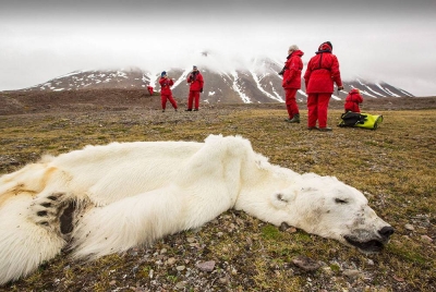 Seekor beruang kutub mati kelaparan akibat gagal mencari sumber makanan akibat impak pemanasan global di selatan Svalbard, Norway.