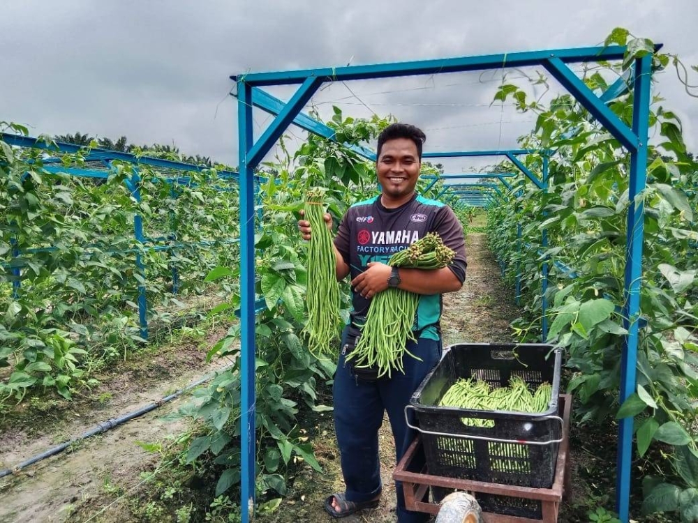 Alif Dzulfarhan menunjukkan sayur kacang segar dari ladangnya. 