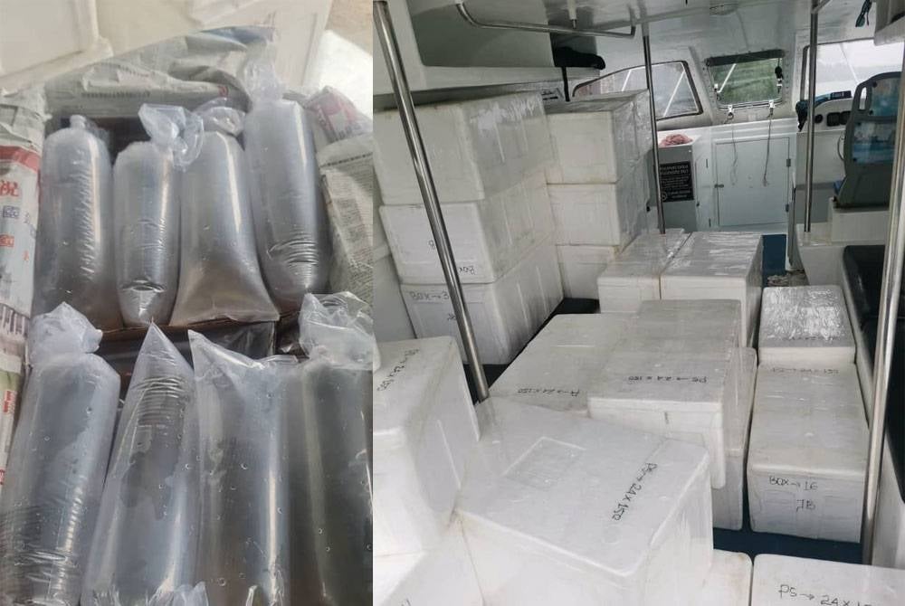 Bungkusan plastik dan kotak berisi benih udang karang dirampas di Jeti Awam Legaran Air Gemuruh, Sedili, Kota Tinggi pada Isnin.