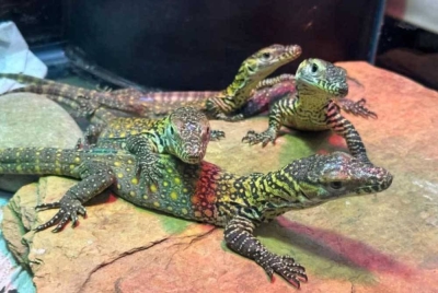 Sebahagian daripada anak komodo yang baru menetas. - Foto Facebook ZooTampa.