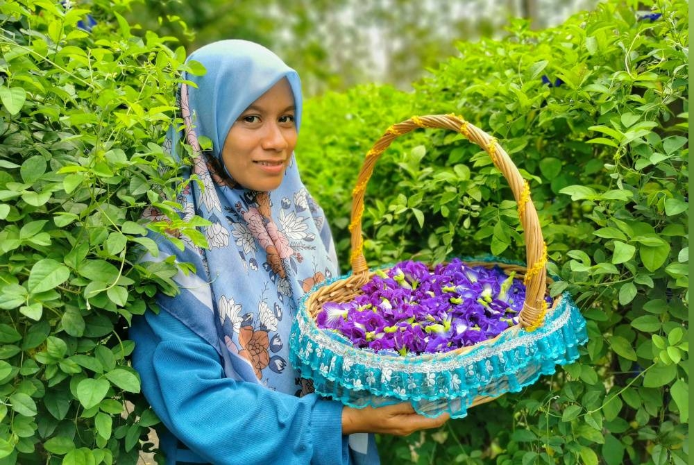 Bunga telang segar yang dipetik akan dikeringkan dahulu bagi memastikan ia tahan lama sebelum dibungkus dan dipasarkan.