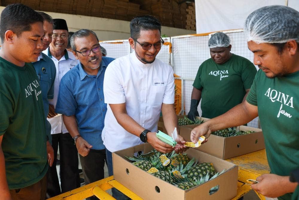Sheikh Umar (tengah) menanda buah nanas MD2 yang akan di eksport ke Jepun pada Majlis ‘Flag-Off’ Pengeksportan Nanas MD2 Ke Jepun di Ladang Aqina Fruits Sdn Bhd, pada Isnin. Turut kelihatan Ketua Pengarah LPNM, Mohd Khairuzamri M. Salleh, Ketua Pengarah Kumpulan Syarikat Aqina, Datuk Abdul Aziz Bakar dan Ketua Pegawai Eksekutif Perbadanan Kemajuan Pertanian Negeri Pahang, Datuk Suhaimi Mohd Yunos. - Foto Bernama