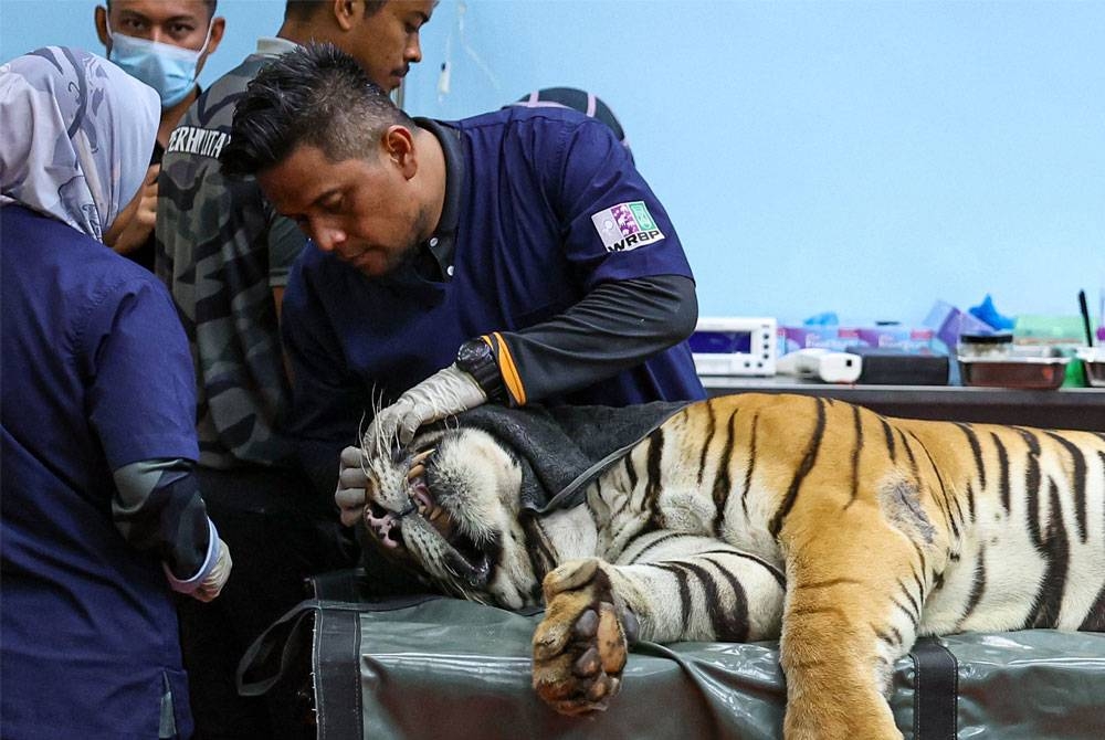 Petugas jabatan Perhilitan merawat harimau yang sakit di ruang rawatan di Pusat Menyelamat Hidupan Liar Kebangsaan di Sungkai. - Foto Bernama