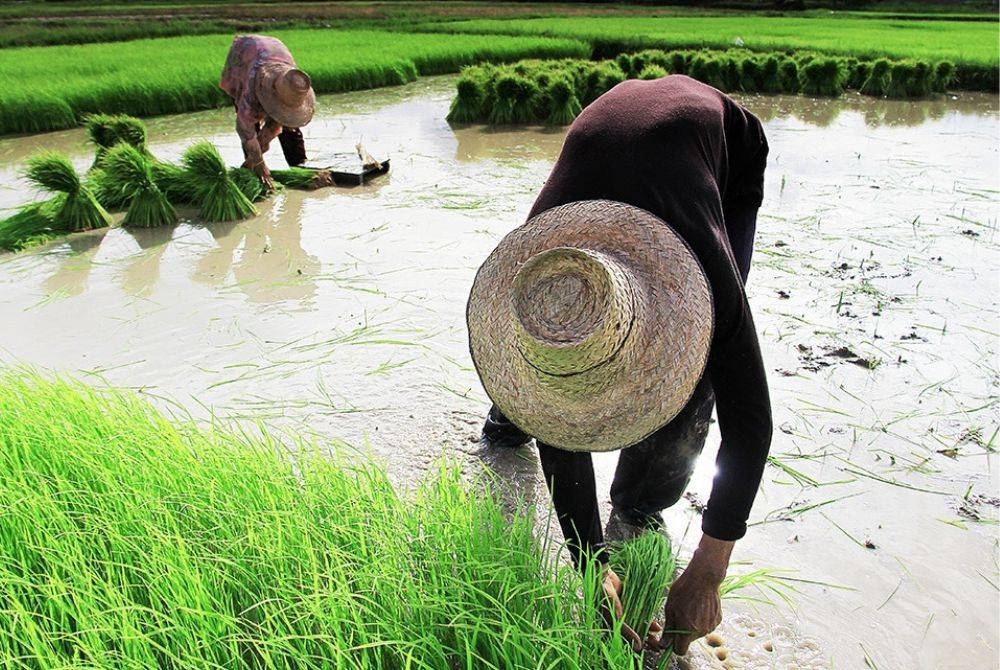 AMALAN gotong-royong masih hidup dalam kalangan masyarakat desa. Semoga semangatnya akan terus kekal. -Foto: 123rf