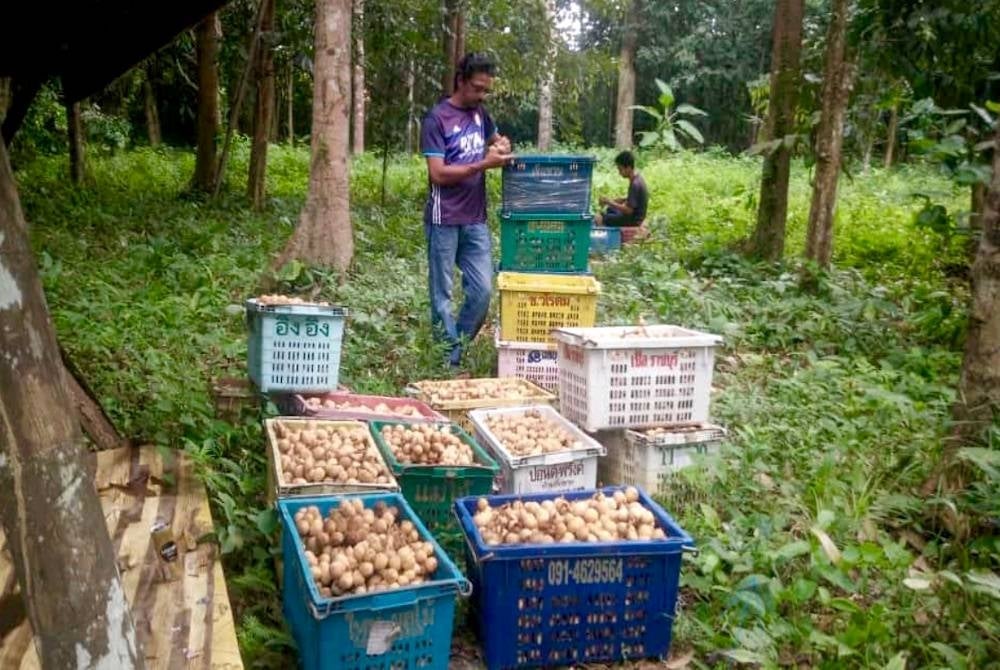 Orang ramai mengambil dokong, duku dan langsat di kebun Mohd Basir. - Foto ihsan Mohd Basir