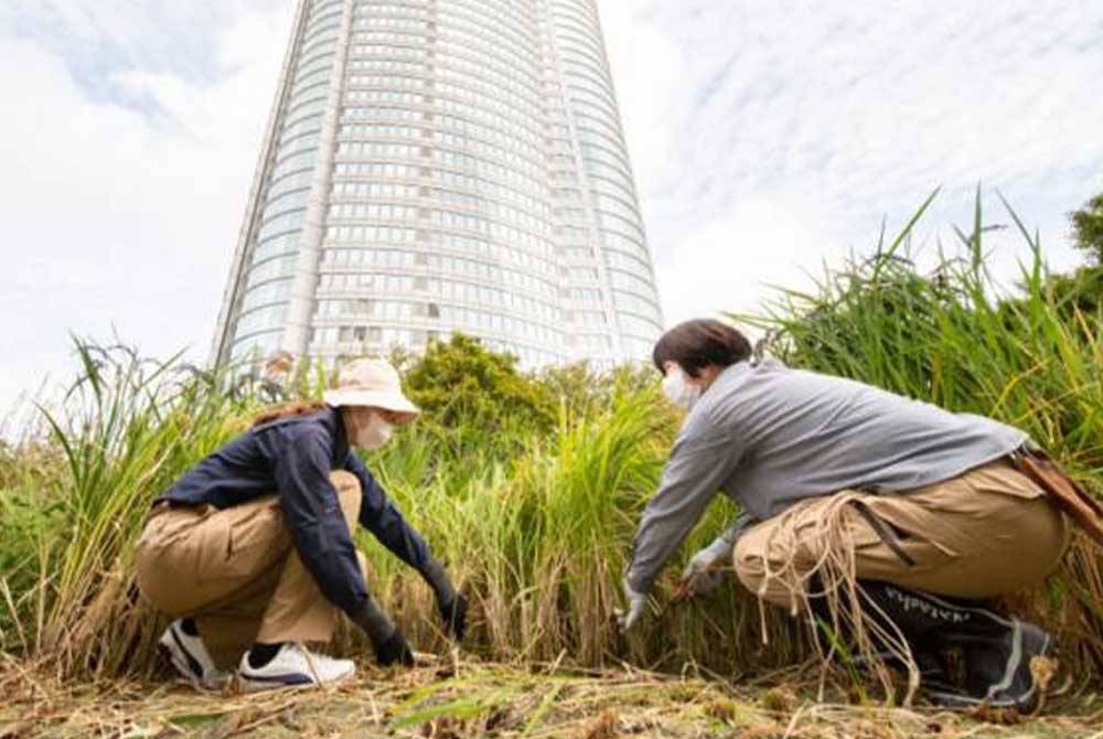 Di Roppongi Hills, Tokyo, orang awam menanam padi di bumbung bangunan untuk mempromosi budaya tradisi Jepun dan memupuk unsur-unsur kemasyarakatan. - Foto ihsan Mori Building