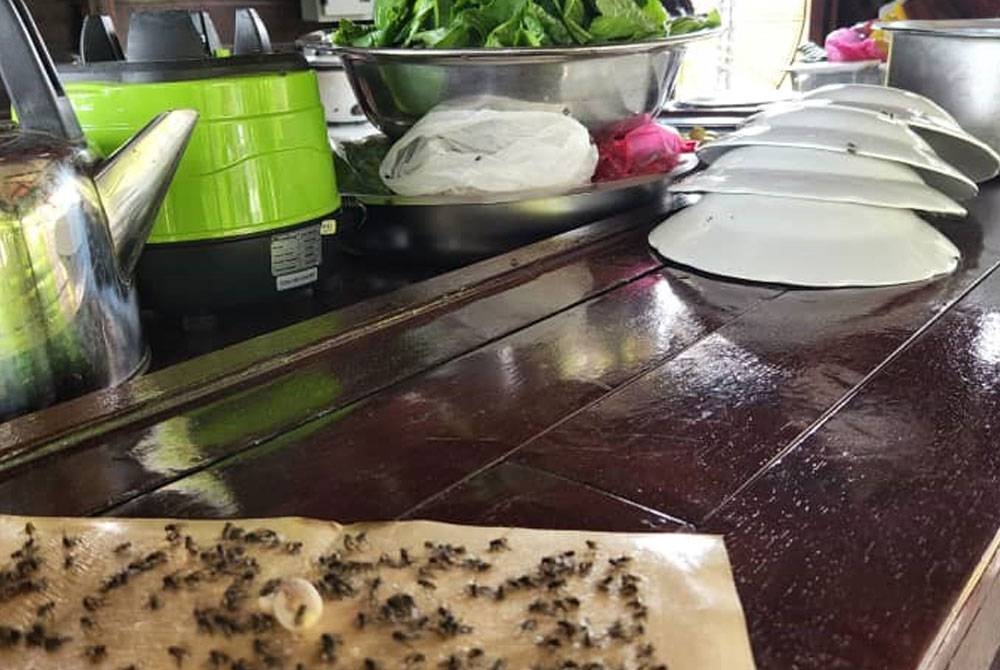 Gam pelekat dipasang bagi mengawal lalat yang memenuhi kawasan kedai dan runcit di Seri Cheeding sejak dua minggu lalu.