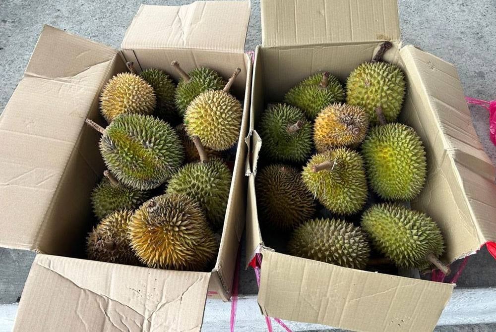Durian yang dirampas tidak memiliki permit yang sah untuk masuk ke Labuan.