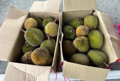 Durian yang dirampas tidak memiliki permit yang sah untuk masuk ke Labuan.