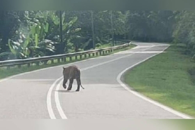 Che Fiti Zulhilmi yang berkongsi video berkenaan kepada penduduk setempat meminta pengguna jalan raya lain berwaspada ketika menggunakan laluan berkenaan.