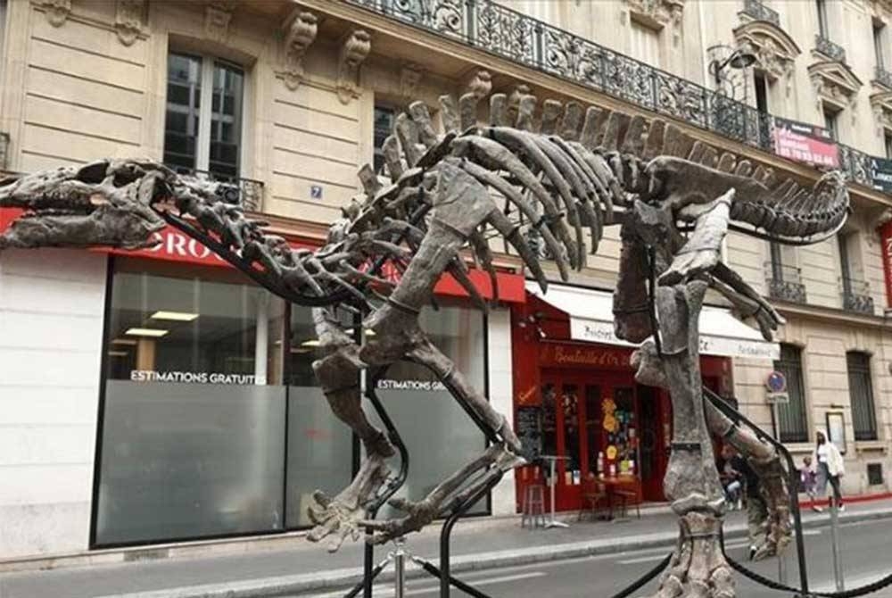 Dinosaur Camptosaurus yang dinamakan sebagai 'Barry' bakal dilelong dalam acara yang berlangsung di Hotel Drouot pada 20 Oktober ini. - Foto Agensi