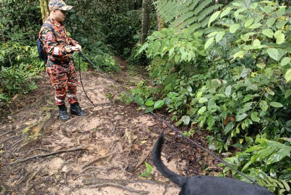 Operasi pencarian turut menggunakan khidmat anjing pengesan bomba.