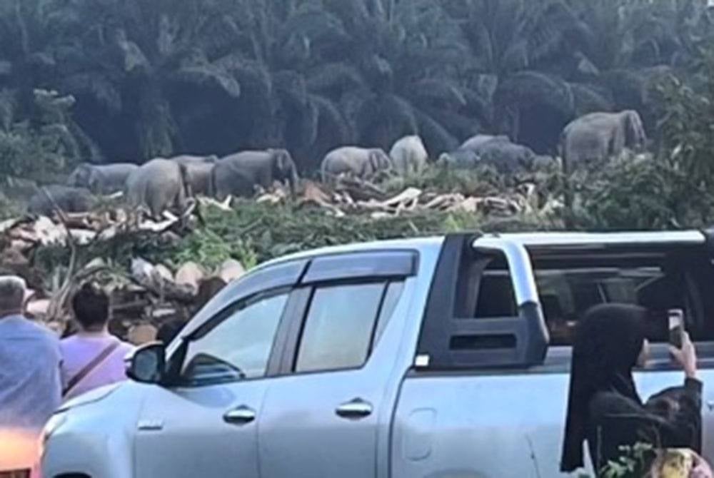 Orang ramai berhenti di tepi jalan bagi merakam pergerakan gajah-gajah berkenaan.