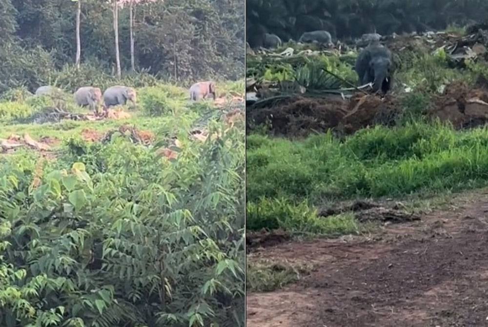 Pergerakan sekumpulan gajah liar di Kahang Barat.
