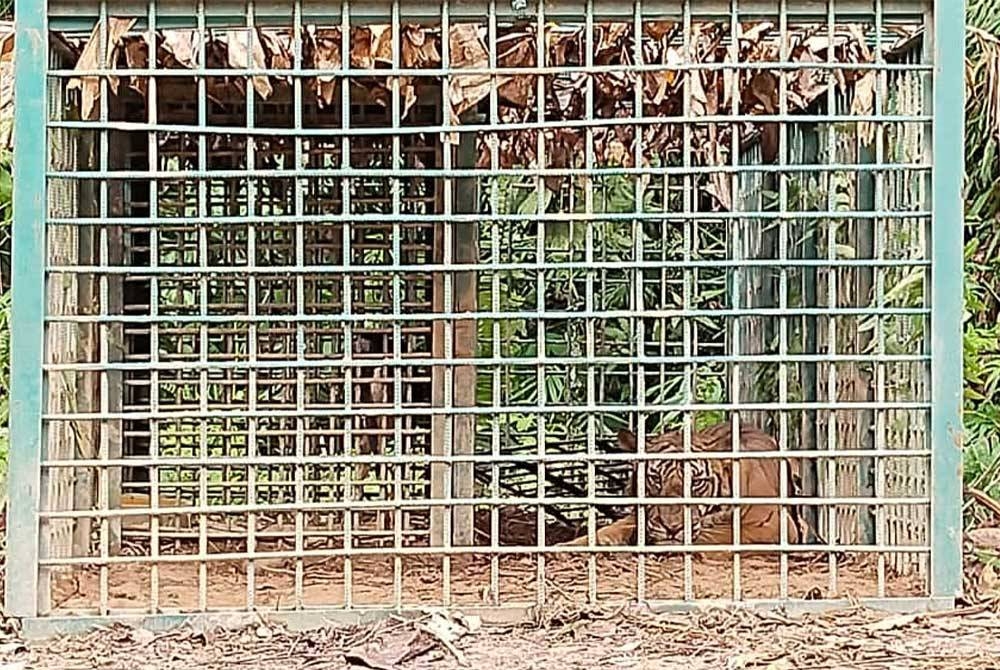 Apek Bihai berjaya ditangkap Perhilitan Kelantan di Kampung Hak, Pos Bihai, Gua Musang pada Jumaat.