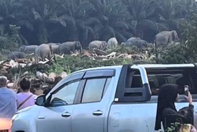 Orang ramai berhenti di tepi jalan bagi merakam pergerakan gajah-gajah berkenaan.