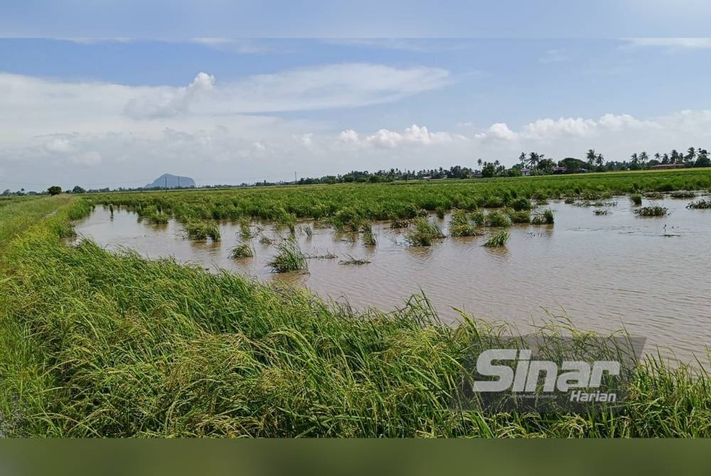 Banjir yang melanda daerah Kubang Pasu baru-baru ini turut mengakibatkan tanaman padi terendam air di Kampung Gurindam, Mukim Jeram, Jerlun.