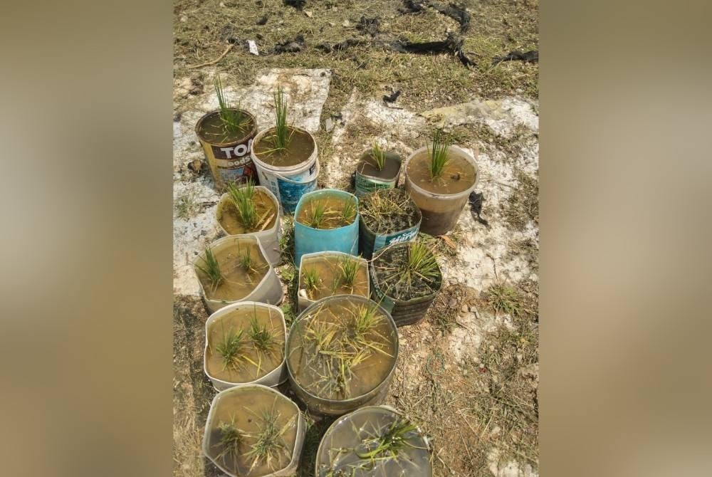 Padi yang ditanam pada bekas dan pasu.