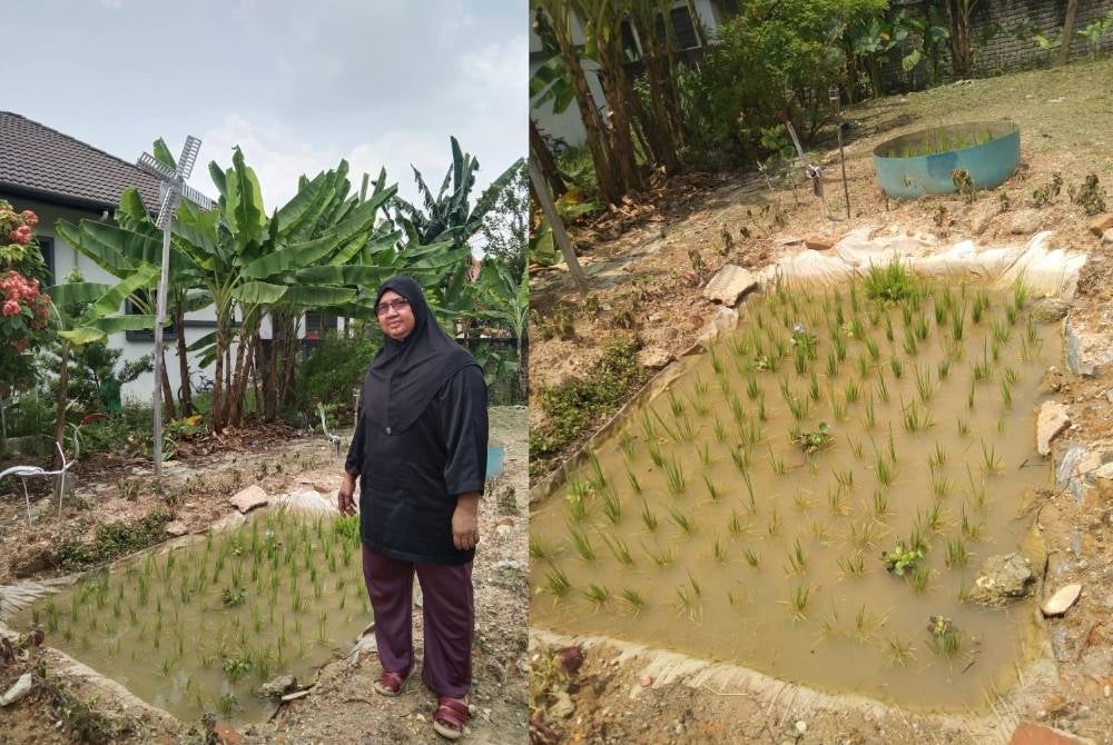 Norsaliha menunjukkan sawah mini yang ditanam di kawasan rumah bagi mengisi masa lapang. Sawah mini diusahakan Norsaliha di rumahnya di Sungai Buloh.