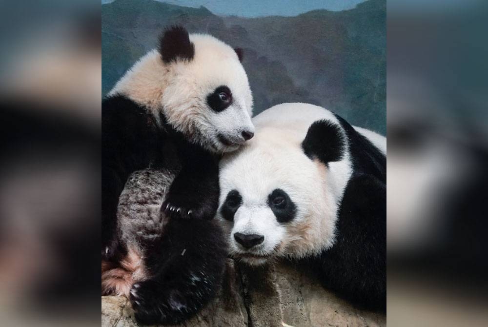 Panda gergasi pertama kali tiba dari China pada 1972 sebagai 'hadiah' susulan lawatan bersejarah Presiden ke-37 AS, Richard Nixon ke Beijing.