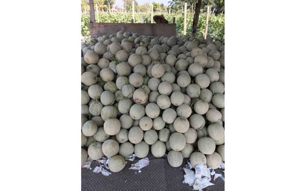 Antara hasil tuaian rock melon dari ladang di atas tanah wakaf di Meru, Klang.