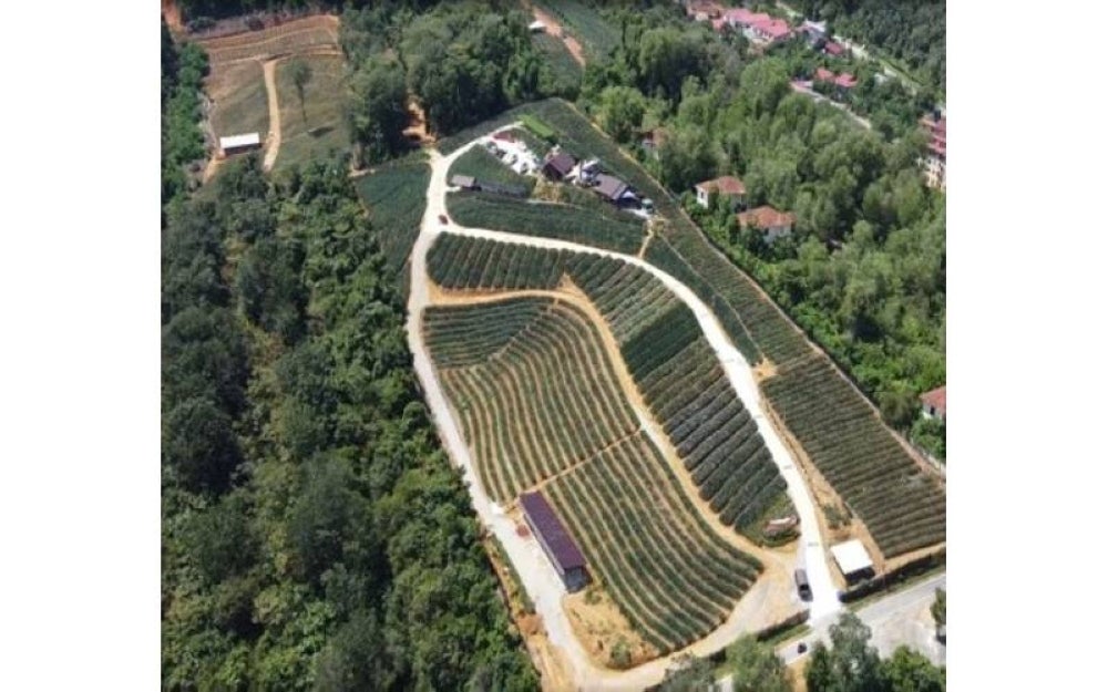 Projek ladang nenas di atas tanah wakaf seluas lapan ekar bertaraf agropelancongan di Sungai Merab, Sepang.