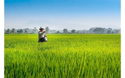 Nafas telah menunjukkan prestasi tanpa gagal membekalkan baja padi kepada para pesawah.