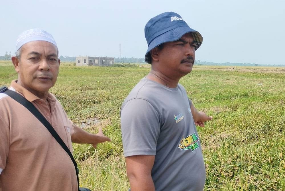 Petani menunjukkan hasil padi yang tidak memuaskan akibat beberapa masalah yang dihadapi.