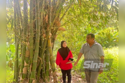 Azlinee bersama Che Azmi melihat tanaman buluh manisnya yang sudah boleh dituai.