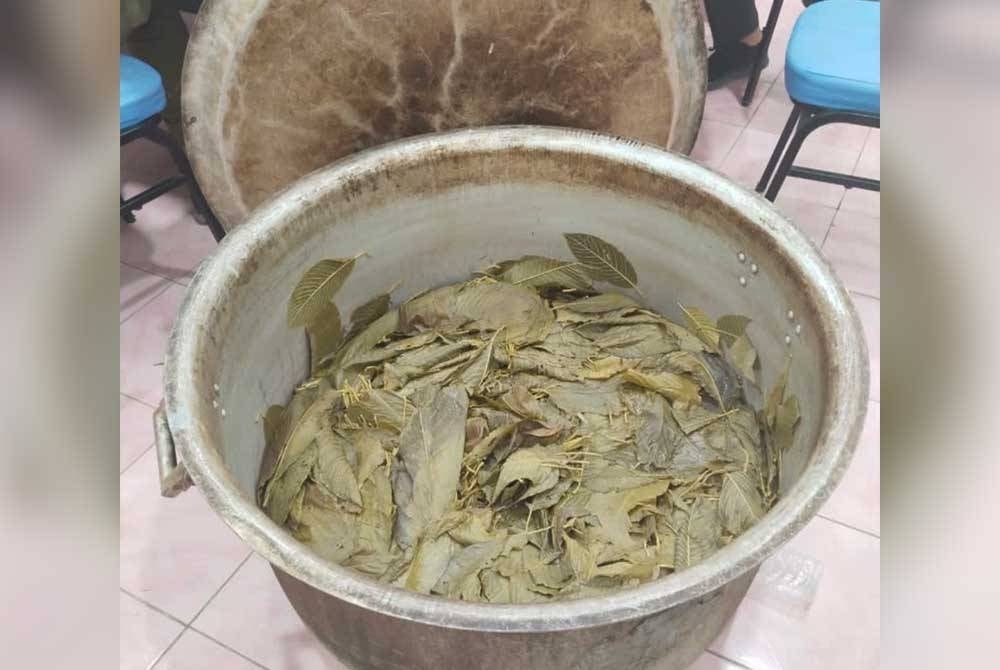 Sebahagian daun ketum dalam sebuah periuk.