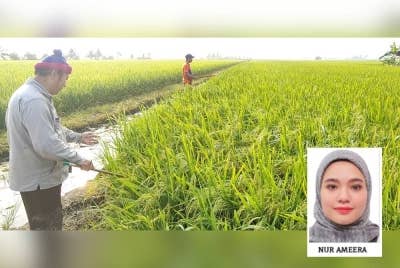 Kerajaan perlu memberi peruntukan besar dalam sektor pertanian bagi memperkasakan sekuriti makanan negara. (Gambar kecil: Nur Ameera)