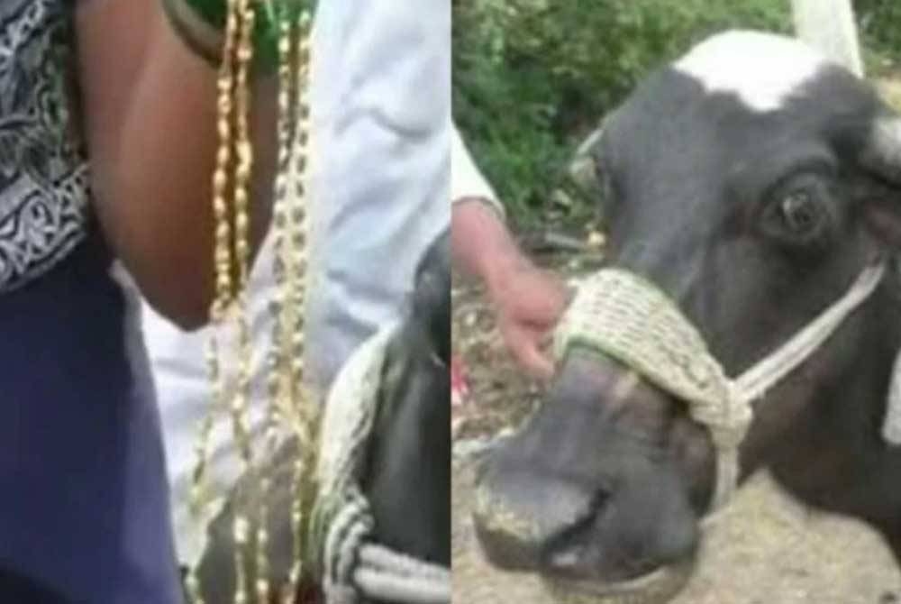 Seekor kerbau malang terpaksa dibedah untuk mengeluarkan rantai leher pemiliknya di India. - Agensi