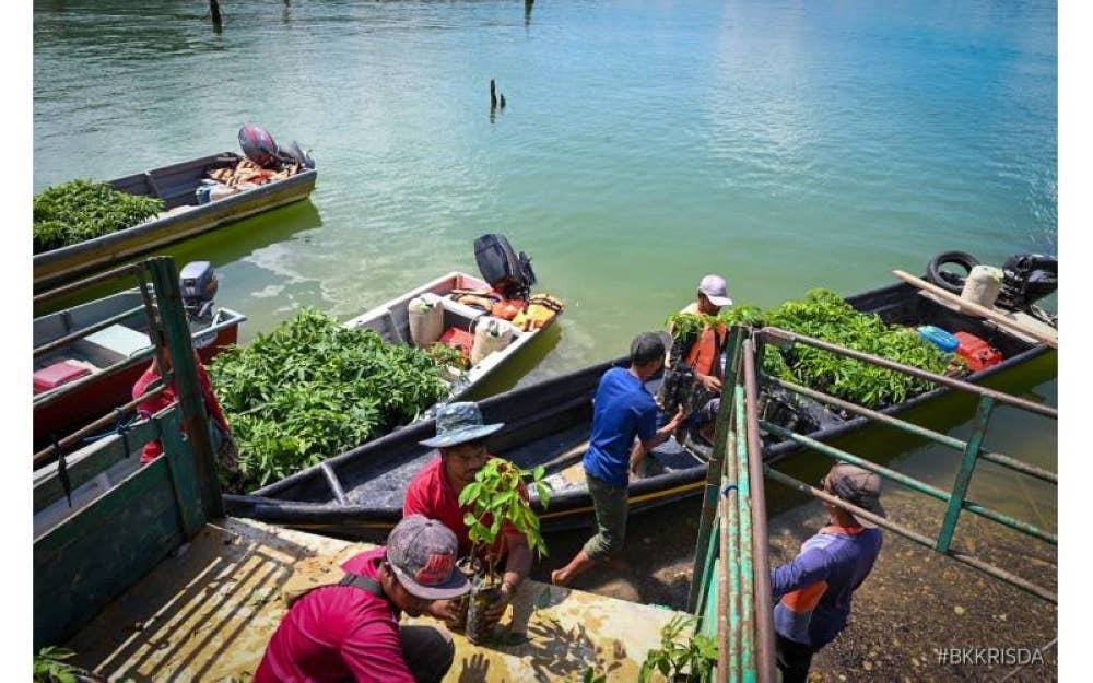 Anak benih getah yang dibawa dengan bot tiba di Pos Kemar, Gerik untuk tujuan penanaman semula.