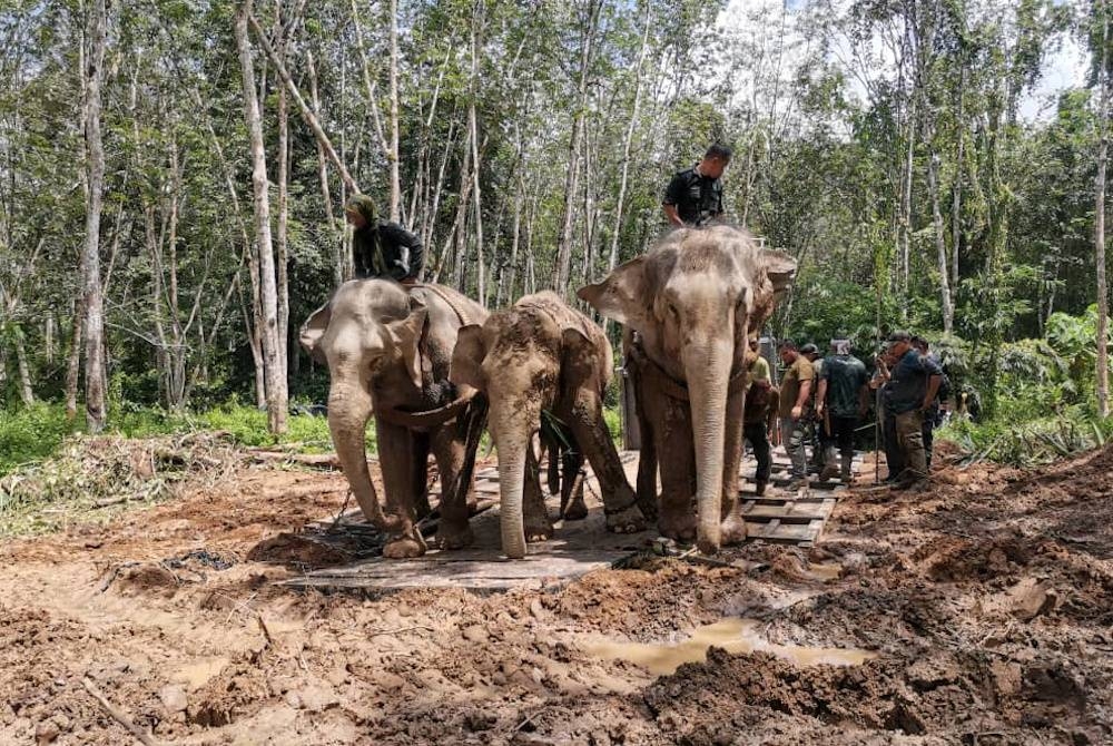 Dua ekor gajah denak bernama Sanum dan Cheri digunakan dalam usaha menjinakkan gajah liar dalam operasi pindah di Gerik pada Khamis. - Foto Ihsan pembaca