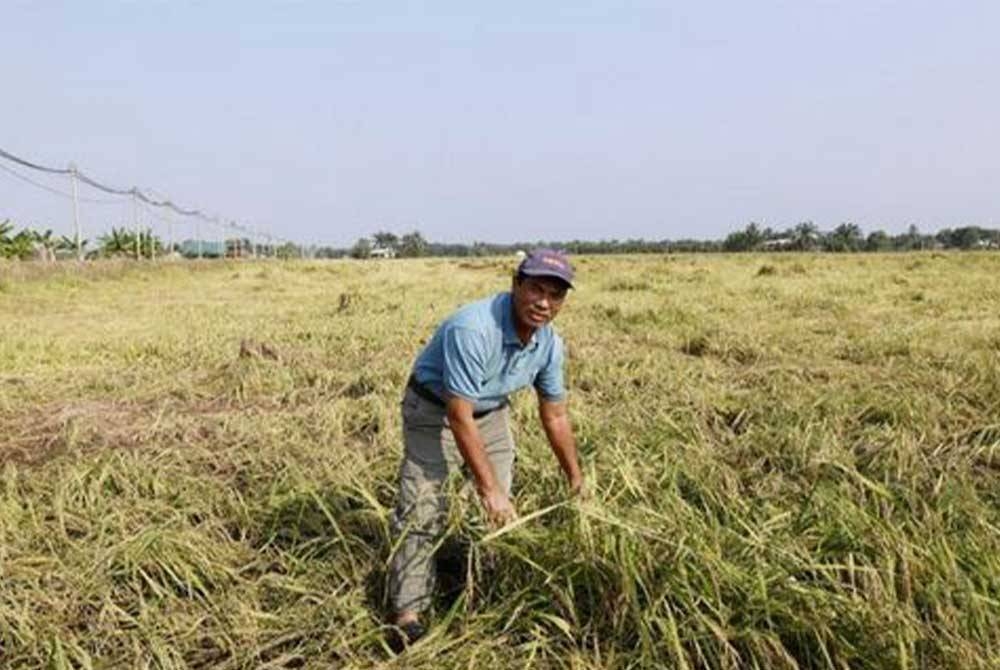 Mansuri menunjukkan padi yang sepatutnya dituai dalam minggu ini musnah susulan kejadian ribut baru-baru ini ketika tinjauan di Kampung Sawah Sempadan. - Foto Bernama