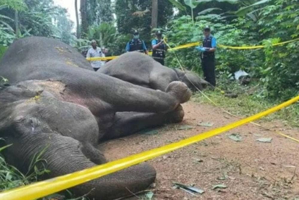 Dua ekor gajah ditemui mati berhampiran Taman Negara Tai Rom Yen di wilayah Surat Thani, Thailand. - Agensi
