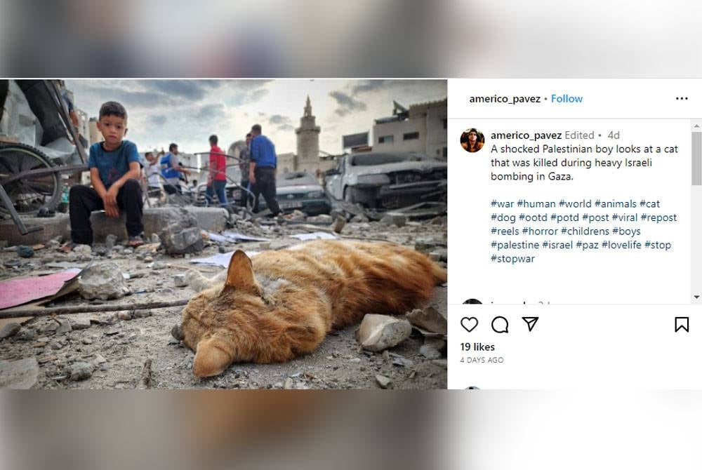 Seorang budak lelaki melihat seekor kucing mati akibat pengeboman di Genting Gaza yang disiarkan dalam Instagram. - Foto: Agensi