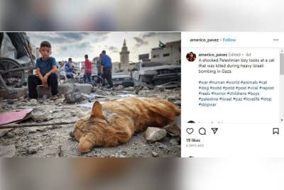 Seorang budak lelaki melihat seekor kucing mati akibat pengeboman di Genting Gaza yang disiarkan dalam Instagram. - Foto: Agensi