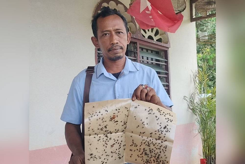 Azhar menunjukkan kertas perangkap lalat yang digunakan penduduk setiap hari.