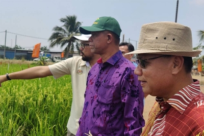 Mat Iesak (tengah) melawat kawasan tanaman padi diserang ulat pengorek batang selepas Majlis Pelancaran Kitar Semula Bekas Racun dan Pelancaran Produk Baharu Syngenta di BPIT Sungai Burong pada Khamis.