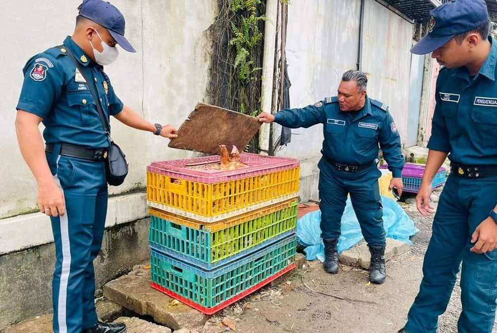 Ayam hidup di sebuah pusat penyimpanan dan memproses ayam dikendalikan warga Myanmar disita DBKL.