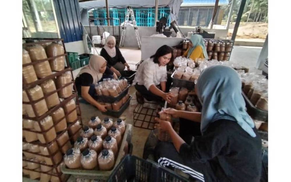 Nurul Amira (tengah) turut sama membantu kerja-kerja penyediaan tanaman cendawan di premisnya di Kampung Seri Mendapat, Batu Pahat, Johor.