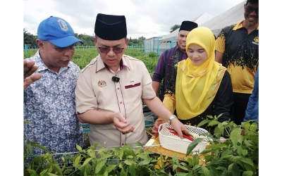 Mohd Na’im (dua dari kiri) meneliti kualiti cili fertigasi yang diusahakan di bawah Projek Kebun Bandar MAIWP di Taman Koperasi Polis 2, di sini pada Sabtu.
