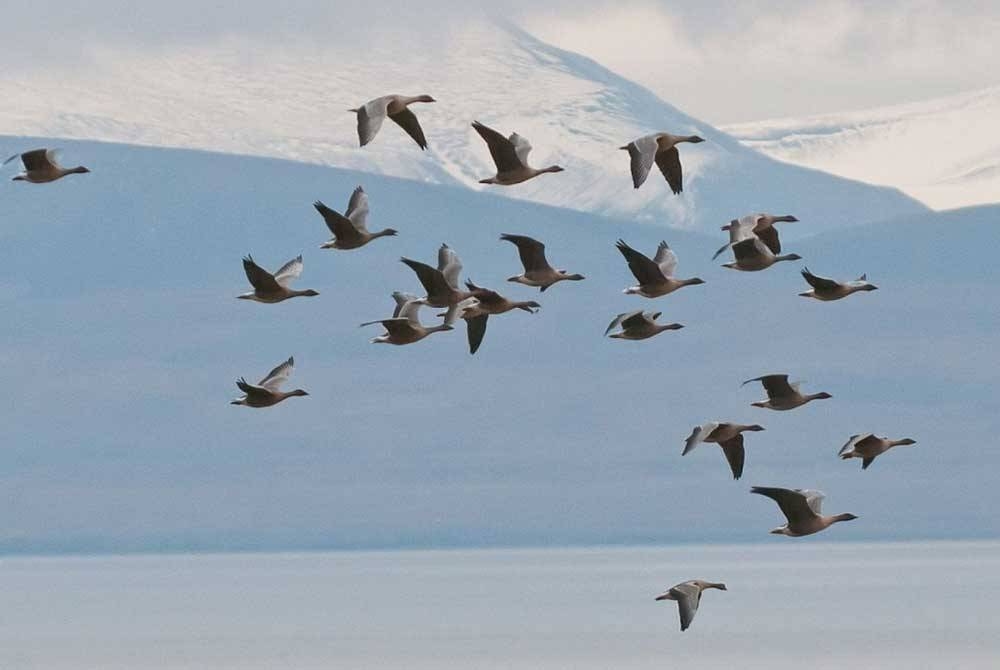 Virus HPAI di Antartika berkemungkinan besar dibawa oleh burung yang pulang dari penghijrahan mereka ke Amerika Selatan, di mana terdapat sejumlah besar kes selesema burung.